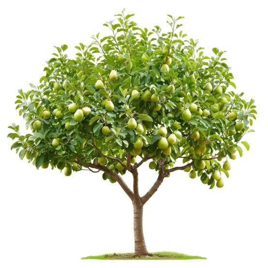 Guava tree at Dash&Dash Farm, Keonjhar